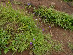 Smithia purpurea Hook. (8071050108).jpg