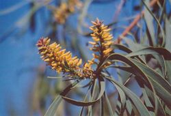 Snotty Gobble (Persoonia Falcata) (1355208082).jpg