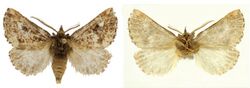 Symmerista minaei male dorsal (left) ventral (right).jpg