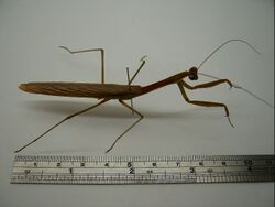 Tenodera aridifolia01.JPG