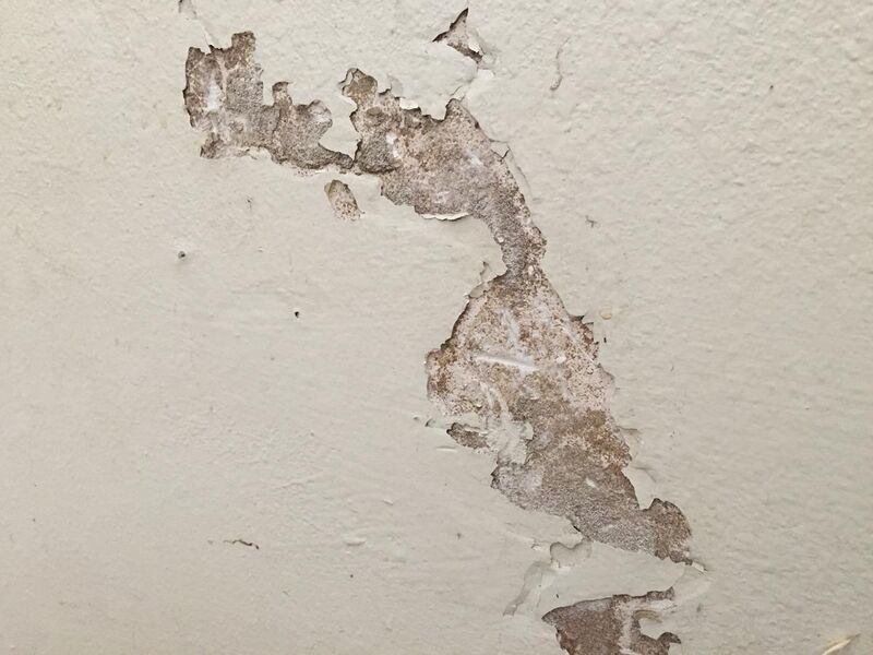 File:Termites eating drywall paper.jpg
