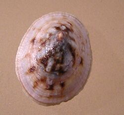 Testudinalia testudinalis 002.jpg