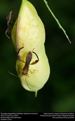 Texas Bow-legged Bug (Alydidae, Hyalymenus tarsatus) (30613941006).jpg