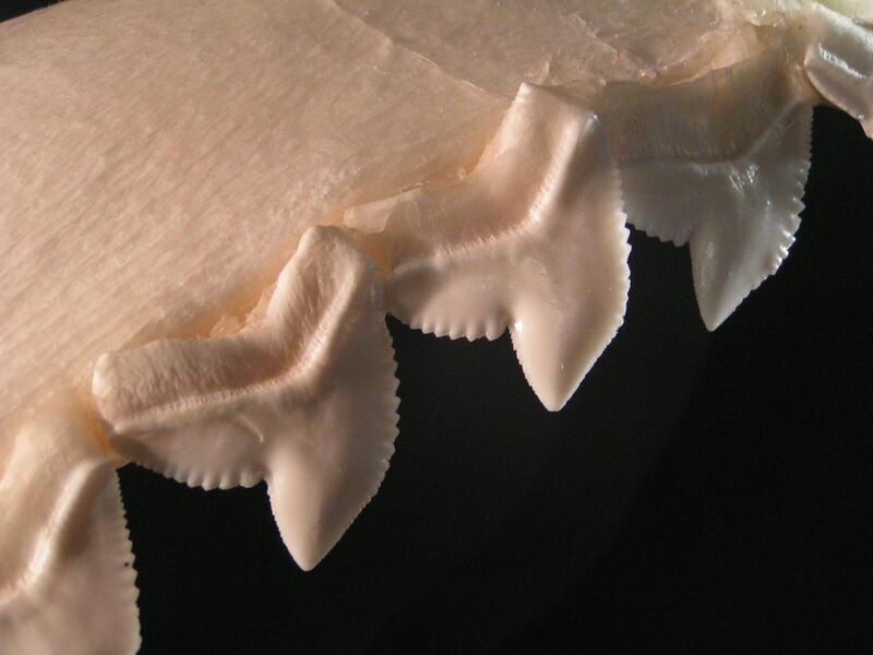 File:Tiger shark teeth.jpg