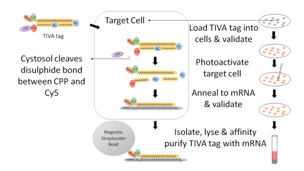 A cellular level view with an experimental level view of a TIVA tag mRNA experiment