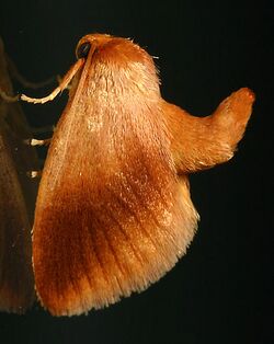 Tortricidia testacea.jpg