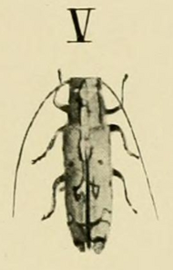 Tragiscoschema nigroscriptum Kolbe 1900.png