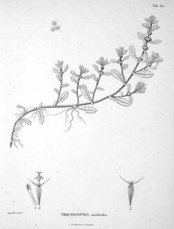Trichospira verticillata (disegno) (cropped).jpg