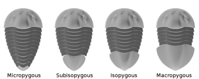 Trilobite Pygidia types.png