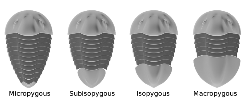 File:Trilobite Pygidia types.png