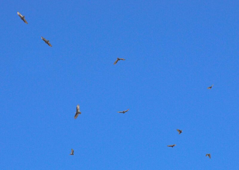 File:Turkey Vultures Hovering.jpg