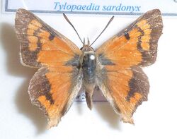 Tylopaedia sardonyx, J Dobson, a.jpg