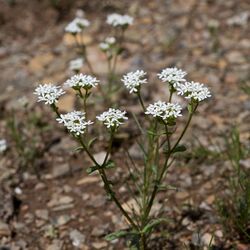 Valerianella nuttallii.jpg