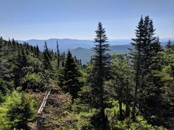 Vermont Mountain Forest.jpg
