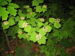 Viburnum acerifolium.jpg