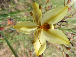 Wachendorfia paniculata Flipphi 3.jpg