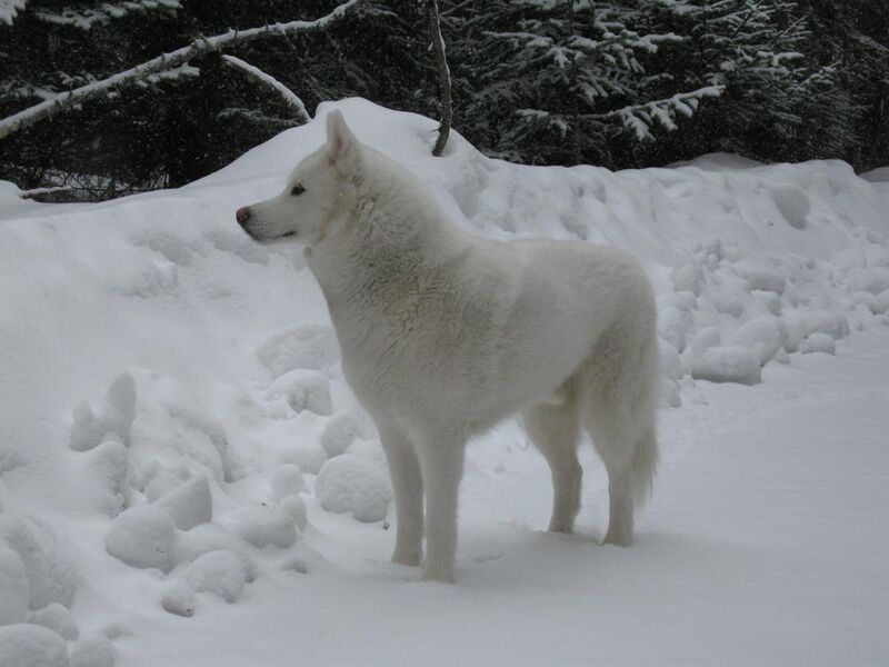 File:White Siberian Husky snow 2.jpg