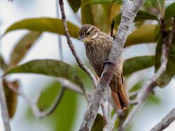 Xenops tenuirostris - Slender-billed Xenops; Presidente Figueiredo, Amazonas, Brazil 2.jpg