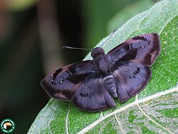 Zera hyacinthinus 53645431.jpg