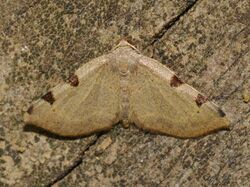 - 7647 – Heterophleps triguttaria – Three-spotted Fillip Moth (35904884825).jpg