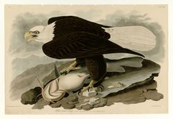 31 White-headed Eagle.jpg
