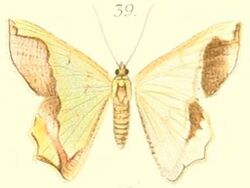 39-Agathia benedicta=Agathiopsis maculata Warren, 1896.JPG