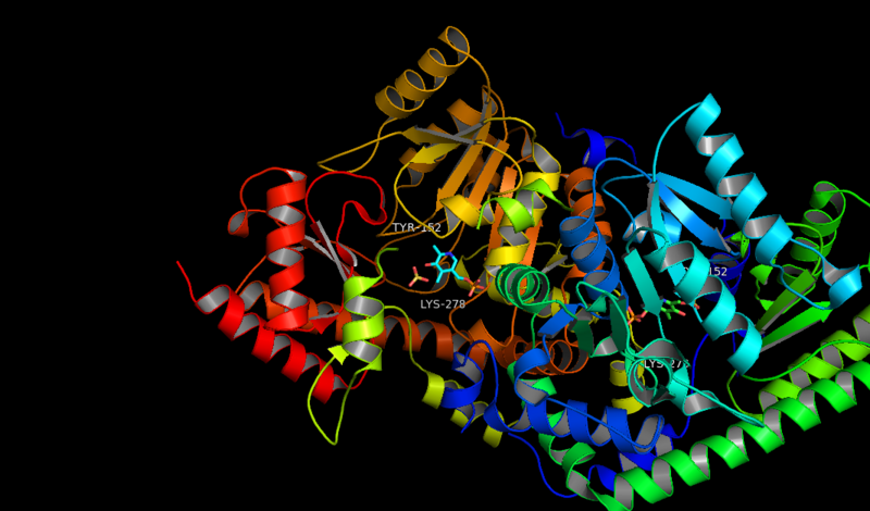 File:ACS & PLP complex with labeled 278 and 152 residues.png