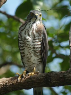 Accipiter trivirgatus PA273291.jpg