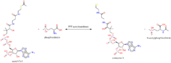 Acetyl-CoA phosphinothricin N-acetyltransferase.png