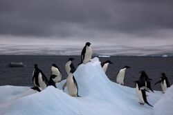 On an iceberg in Antarctica