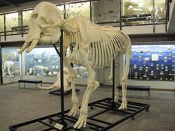 African bush elephant skeleton.jpg