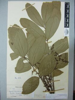 Aglaia samoensis A.Gray (AM AK28127).jpg