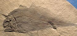 Allenypterus montanus (fossil coelacanth fish) (Bear Gulch Limestone, Upper Mississippian; Potter Creek Dome, Montana, USA) (15149629150).jpg
