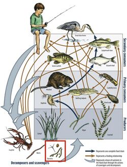 Aquatic food web.jpg