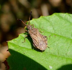 Arenocoris waltlii (Coreidae). Breckland Leather Bug. - Flickr - gailhampshire.jpg