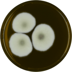 Aspergillus corrugatus meaox.png