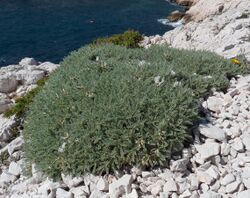 Astragalus tragacantha 4.jpg