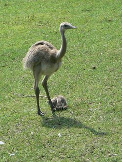 Baby Rhea americana.JPG