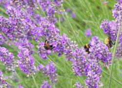 Bees And Lavender (122278569).jpeg