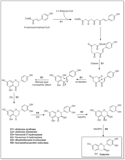 Biosynthesis of catechin.png