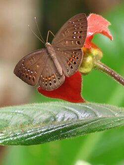 Blind Eurybia Sipping Nectar from Psychotria - Flickr - treegrow.jpg