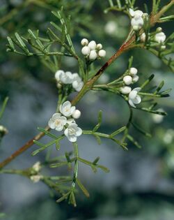 Boronia bipinnata.jpg