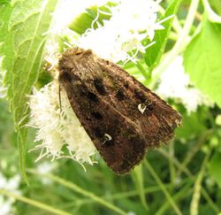 Bristly Cutworm Moth 0769.9.18.07.w.wiki.jpg