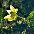 Bulbophyllum pectinatum 阿里山豆蘭(百合豆蘭) (35793646404) (cropped).jpg