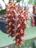 Bulbophyllum tricornoides.jpg
