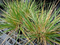 Calamagrostis expansa.jpg