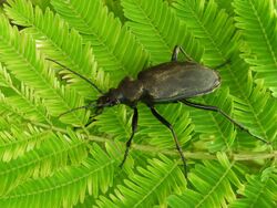 Calosoma angulatum 47587566.jpg