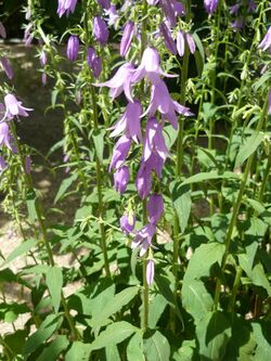 Campanula rapunculoides HRM2.JPG