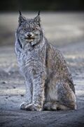 Gray dappled Canada Lynx
