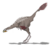 Caudipteryx2mmartyniuk.png